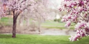 Kampf der Frühjahrsmüdigkeit - Tipps für einen reibungslosen Übergang  - Frühjahrsmüdigkeit - Tipps für einen reibungslosen Übergang 
